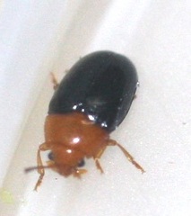 Triplax thoracica