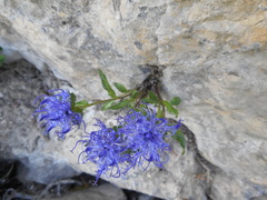 Phyteuma sieberi
