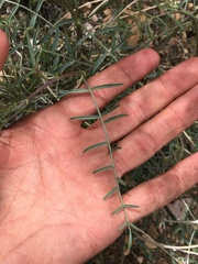 Astragalus bicristatus