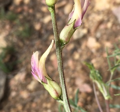 Astragalus bicristatus