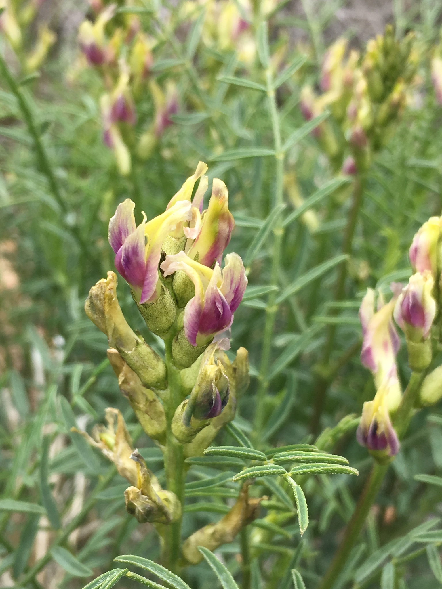 Astragalus bicristatus