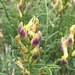 Crested Milkvetch - Photo (c) Matt Berger, some rights reserved (CC BY), uploaded by Matt Berger