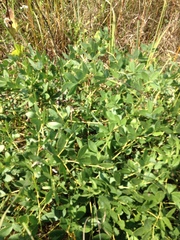 Baptisia alba