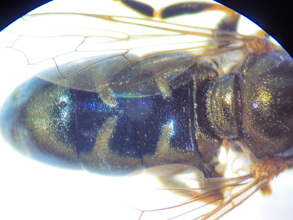 Eumerus niehuisi