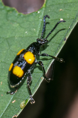 Lilioceris quadripustulata