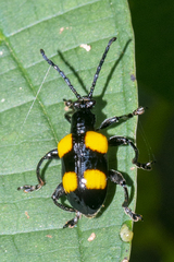 Lilioceris quadripustulata