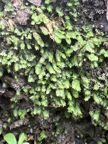 Fissidens bushii observed 2025-06-03