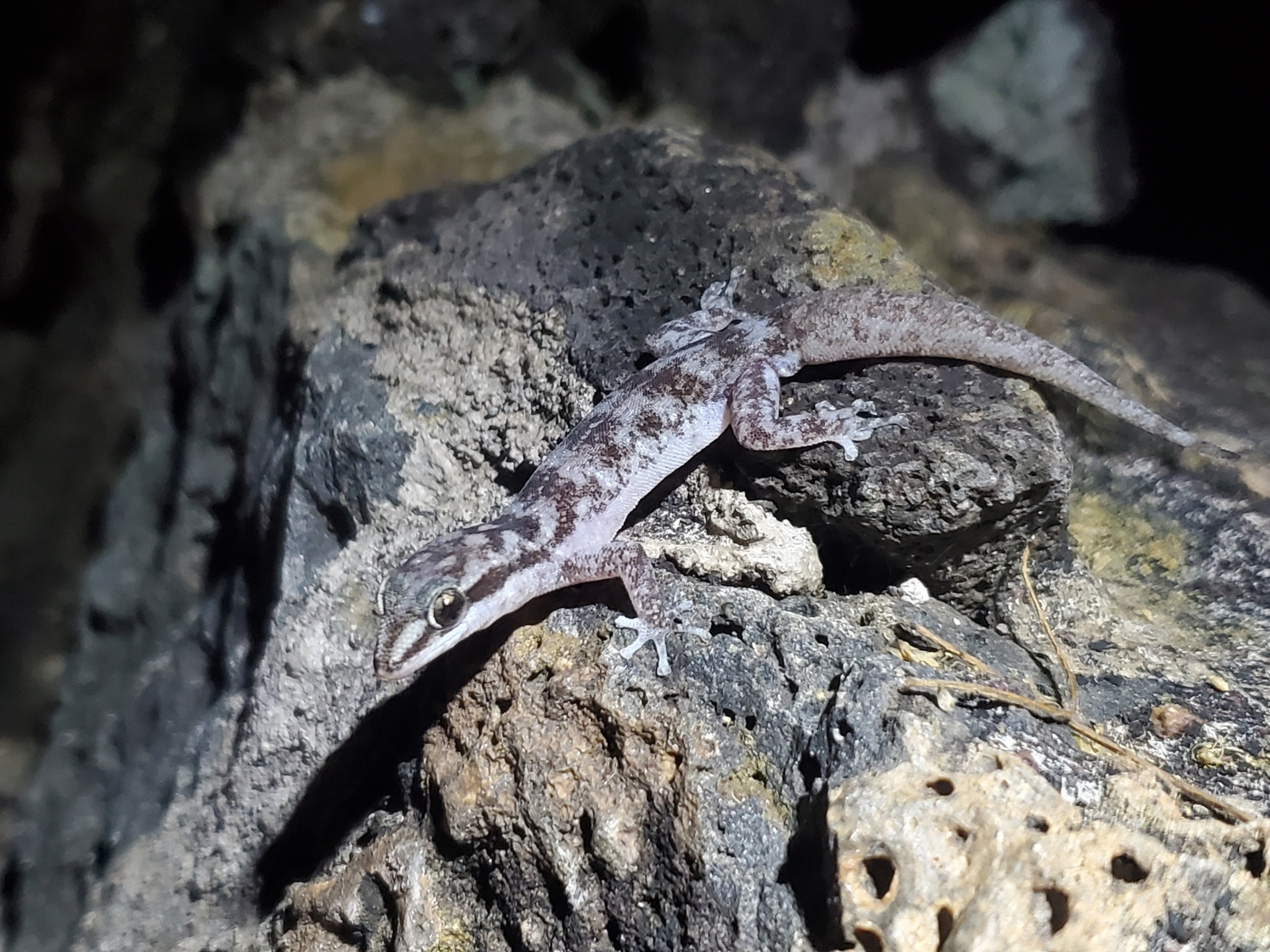 Chatham Leaf-Toed Gecko photo 6