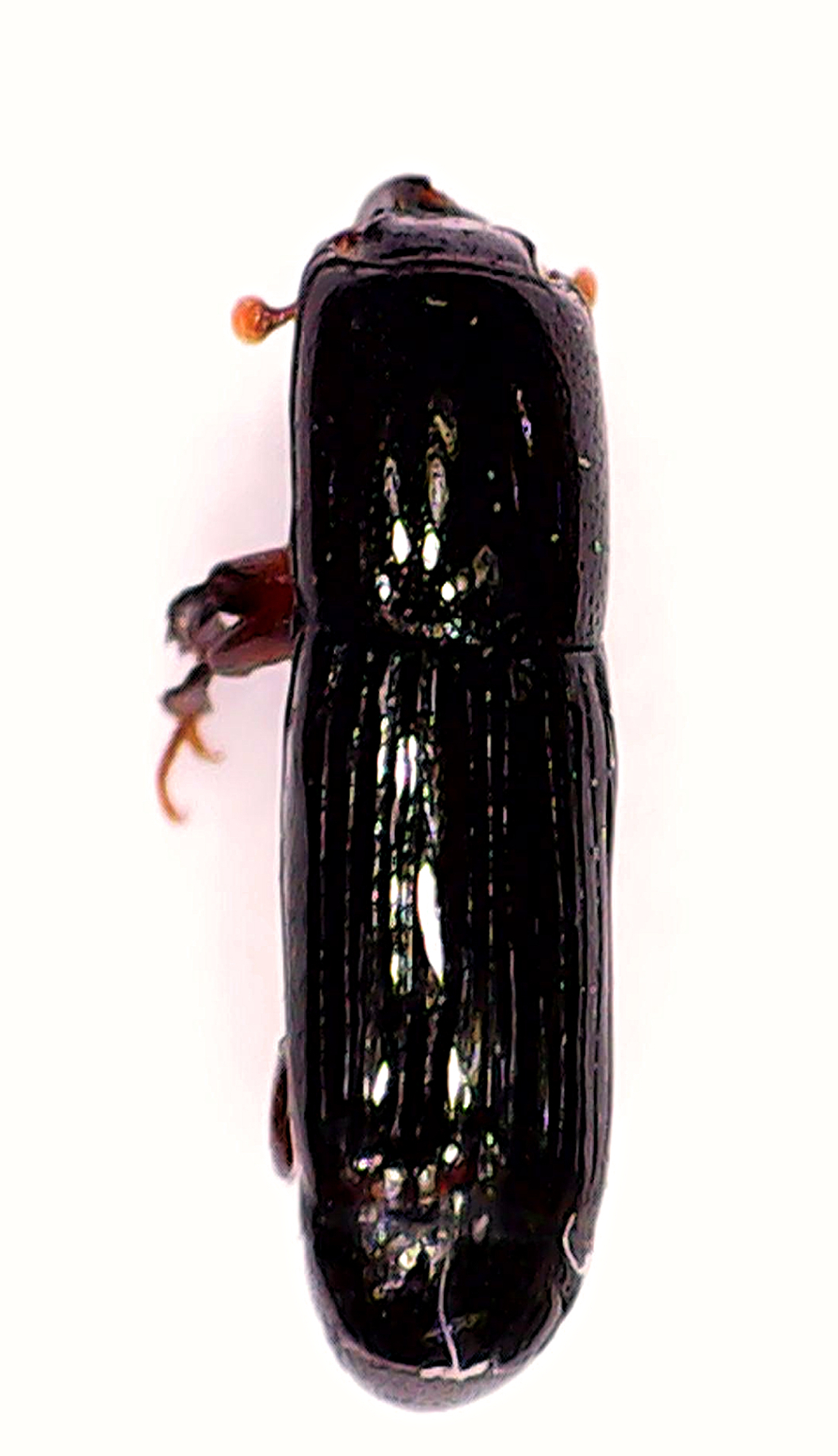 Histeridae