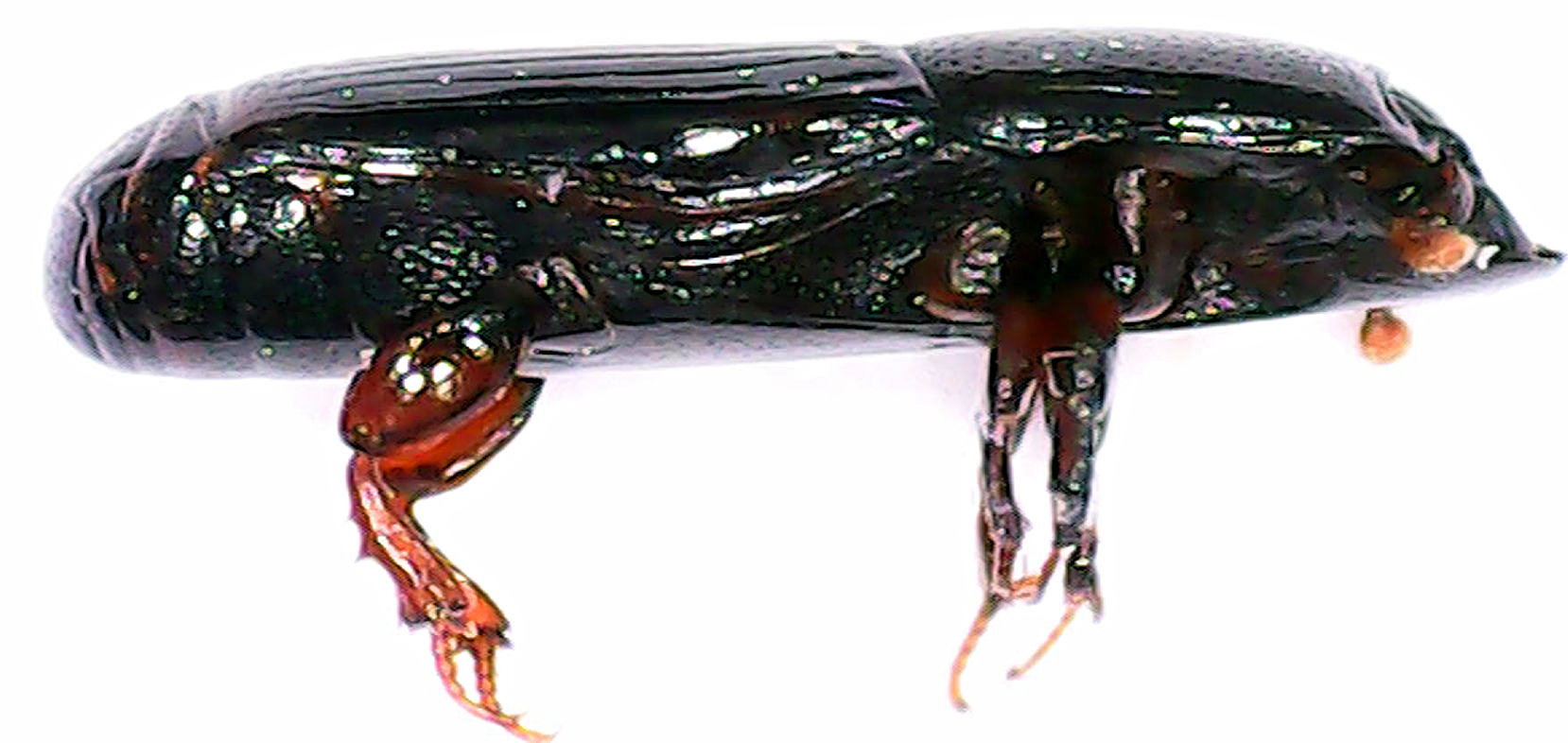 Histeridae
