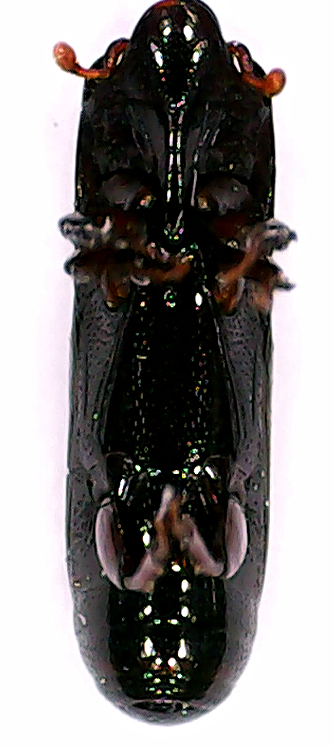 Histeridae