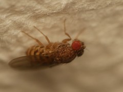 Drosophila repleta