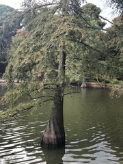 Taxodium distichum