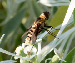 Exoprosopa brevirostris