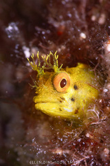 Roughhead Blenny photo 2