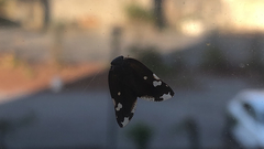 Ricania speculum