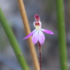 Caladenia bartlettii