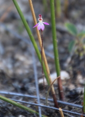 Caladenia bartlettii