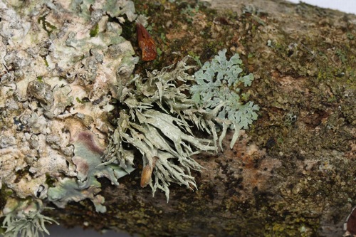 Ramalina americana