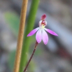 Caladenia bartlettii
