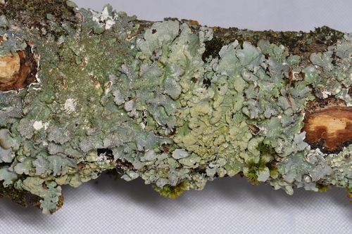 Punctelia