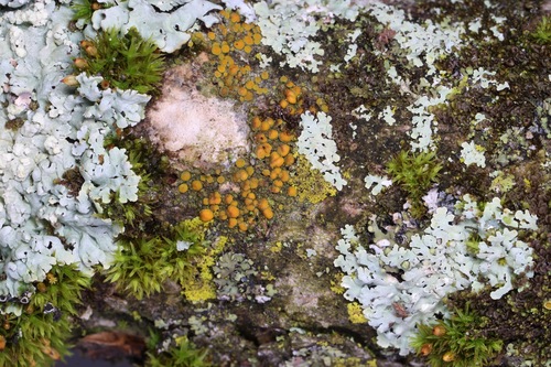 Teloschistaceae