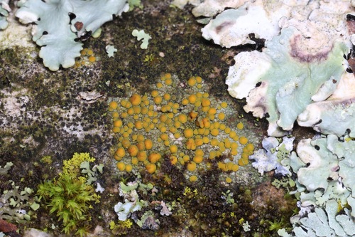 Teloschistaceae