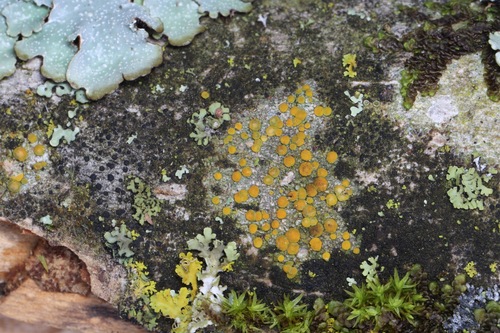 Teloschistaceae