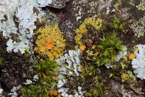 Xanthomendoza