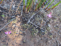 Caladenia bartlettii