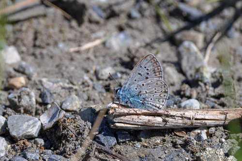 Common Blue
