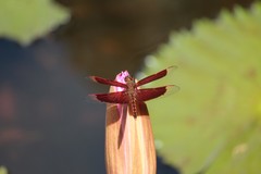 Neurothemis ramburii