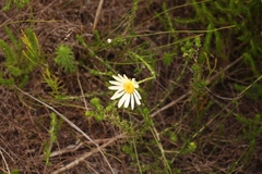 Senecio hastifolius