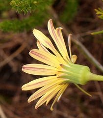 Senecio hastifolius
