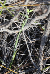 Calochilus herbaceus