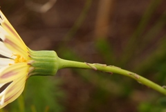 Senecio hastifolius