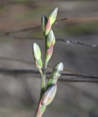 Thelymitra aemula