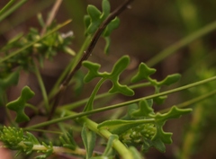 Senecio hastifolius