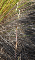 Thelymitra aemula