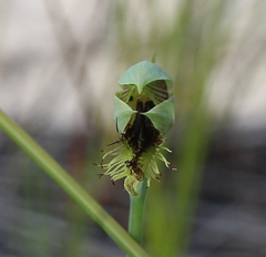 Calochilus herbaceus
