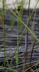 Calochilus herbaceus