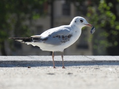 Chroicocephalus ridibundus