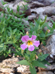 Erythranthe erubescens