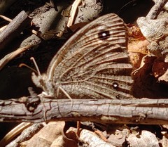 Cercyonis sthenele masoni