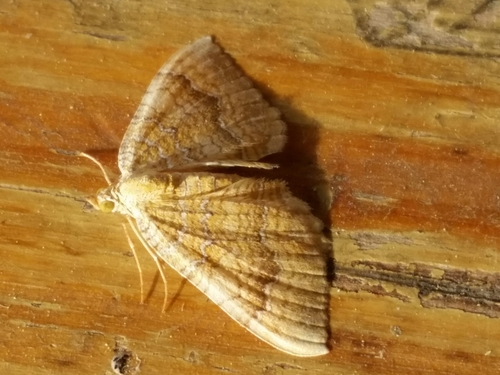 Camptogramma bilineata