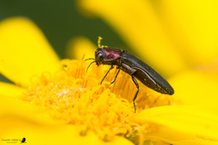 Agrilus thoracicus