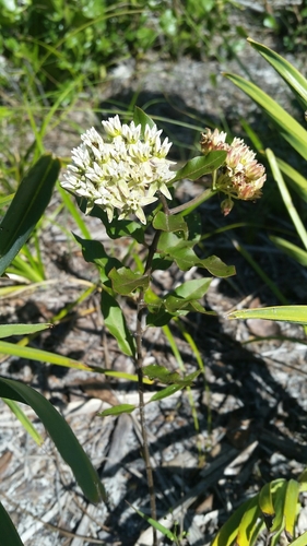 Asclepias curtissii image