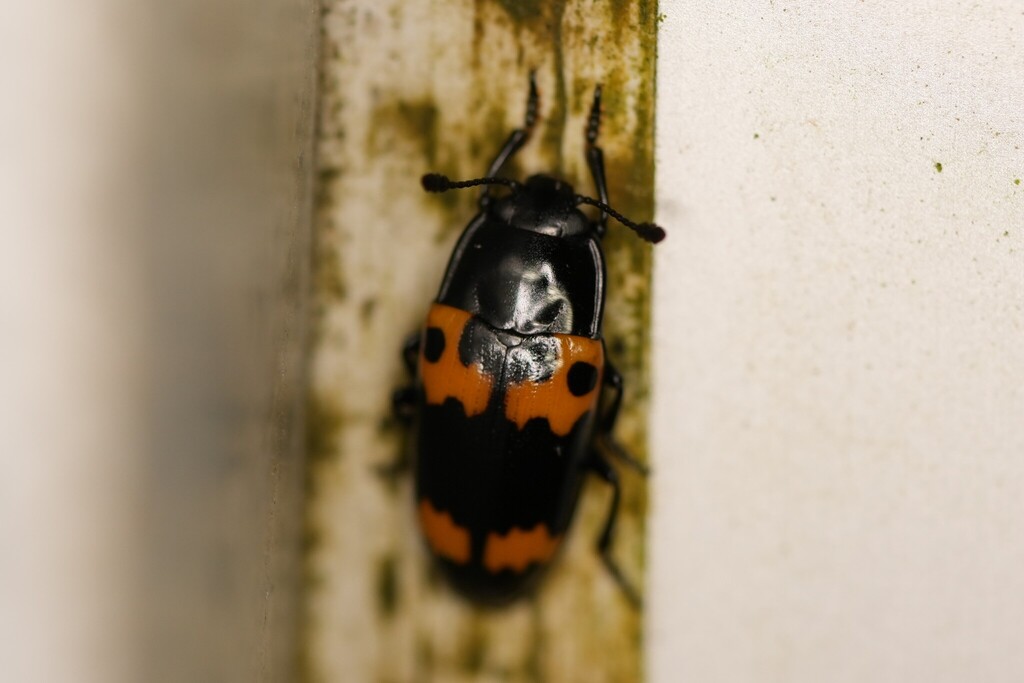 Red-banded Fungus Beetle from South Baton Rouge, Baton Rouge, LA, USA ...