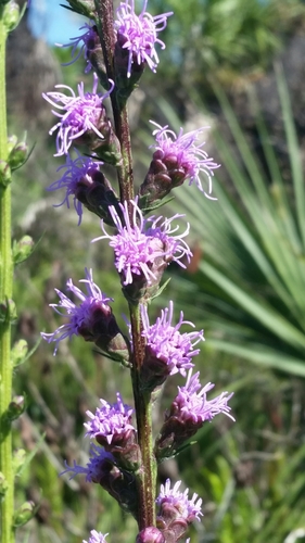 savanna blazing star (Liatris savannensis)