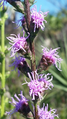 Image of savanna blazing star by (c) Jay Horn, some rights reserved (CC BY)
